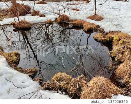北海道の釧路湿原でを道産子に乗馬するホーストレッキング 137036346