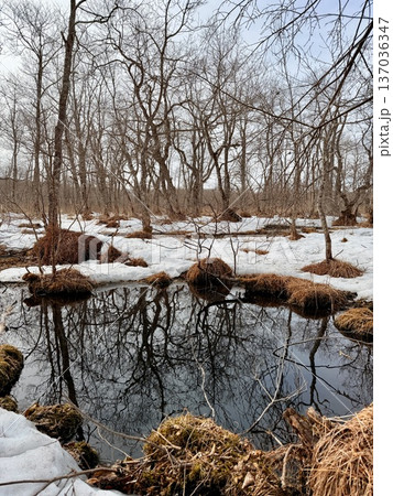 北海道の釧路湿原でを道産子に乗馬するホーストレッキング 北海道の釧路湿原でを道産子に乗馬するホーストレッキング 137036347
