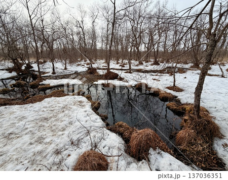 北海道の釧路湿原でを道産子に乗馬するホーストレッキング 137036351