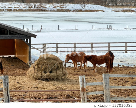 北海道の釧路湿原でを道産子に乗馬するホーストレッキング 北海道の釧路湿原でを道産子に乗馬するホーストレッキング 137036353