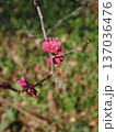 早春の日ざしの中の赤いウメの花(吉野川上流の紅梅の枝) 早春の日ざしの中の赤いウメの花(吉野川上流の紅梅の枝) 137036476