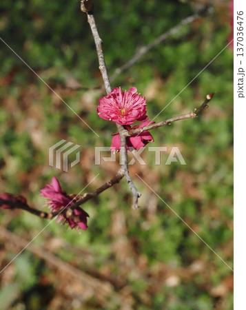 早春の日ざしの中の赤いウメの花（吉野川上流の紅梅の枝） 137036476