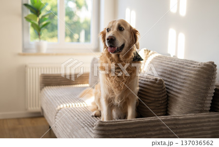 Adorable Golden Retriever Dog On Sofa Adorable Golden Retriever Dog On Sofa 137036562