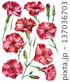 Red carnation flowers watercolor set with ruffled petals green stems and buds isolated on white background 137036703
