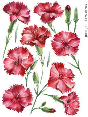 Red carnation flowers watercolor set with ruffled petals green stems and buds isolated on white background Red carnation flowers watercolor set with ruffled petals green stems and buds isolated on white background 137036703