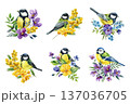 Watercolor spring birds clipart set with great tit and blue tit surrounded by flowers mimosa pansy violet leaves isolated on white 137036705