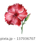 Red carnation watercolor flower with bud and green stem isolated on white for wedding invitations and spring decor 137036707