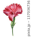 Red carnation watercolor flower on stem isolated on white with ruffled petals for romantic wedding stationery and prints 137036736