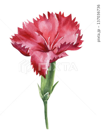Red carnation watercolor flower on stem isolated on white with ruffled petals for romantic wedding stationery and prints 137036736