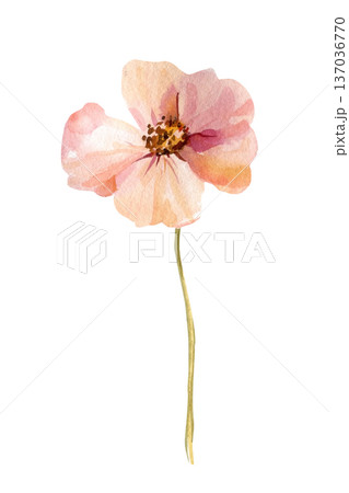Pink flower watercolor bloom with golden center on slender stem isolated on white for spring wedding stationery 137036770