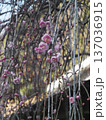 早春の空とピンクのしだれ梅の花々(花とつぼみをつけた道端の枝垂れ梅) 早春の空とピンクのしだれ梅の花々(花とつぼみをつけた道端の枝垂れ梅) 137036915