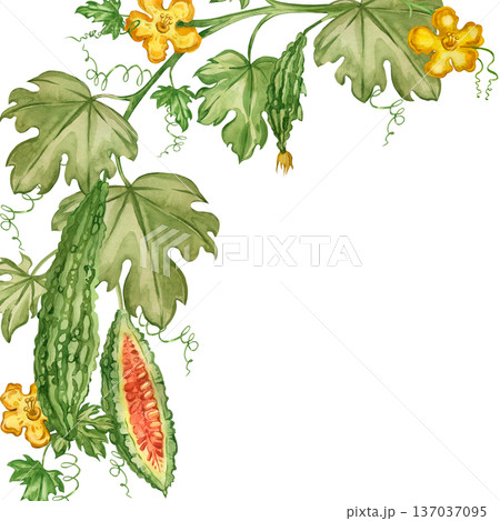 A frame of Indian cucumber vines, bitter melon leaves, and flowers, all hand-painted in watercolor. For healthy eating, detoxification, and lifestyle design. A frame of Indian cucumber vines, bitter melon leaves, and flowers, all hand-painted in watercolor. For healthy eating, detoxification, and lifestyle design. 137037095