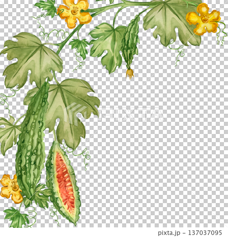 A frame of Indian cucumber vines, bitter melon leaves, and flowers, all hand-painted in watercolor. For healthy eating, detoxification, and lifestyle design. A frame of Indian cucumber vines, bitter melon leaves, and flowers, all hand-painted in watercolor. For healthy eating, detoxification, and lifestyle design. 137037095