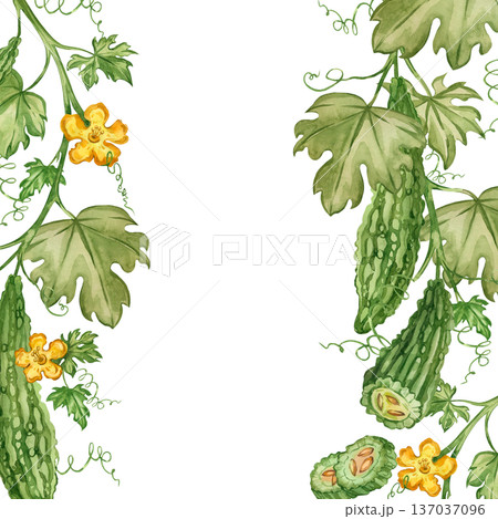 This hand-painted watercolor frame depicts a bitter melon plant with leaves and flowers, and cucumber slices with vines. This illustration is perfect for food and recipes. 137037096