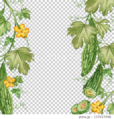 This hand-painted watercolor frame depicts a bitter melon plant with leaves and flowers, and cucumber slices with vines. This illustration is perfect for food and recipes. 137037096