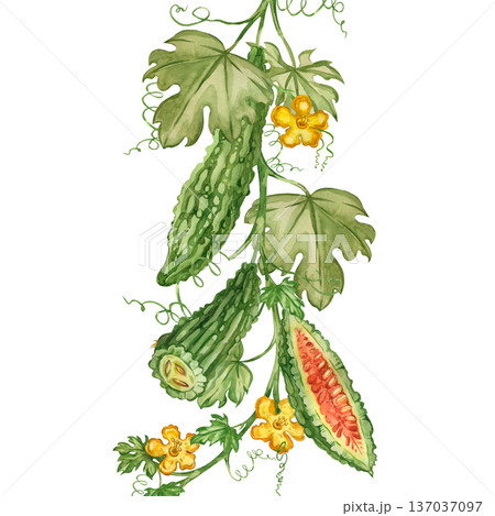 Bitter melon with vines, leaves, flowers, and tendrils. Hand-painted in watercolor, it celebrates healthy eating and detoxification. Suitable for printing on fabric, paper, and packaging. 137037097