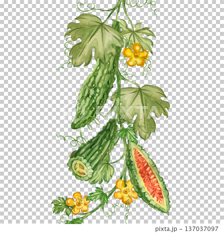 Bitter melon with vines, leaves, flowers, and tendrils. Hand-painted in watercolor, it celebrates healthy eating and detoxification. Suitable for printing on fabric, paper, and packaging. Bitter melon with vines, leaves, flowers, and tendrils. Hand-painted in watercolor, it celebrates healthy eating and detoxification. Suitable for printing on fabric, paper, and packaging. 137037097