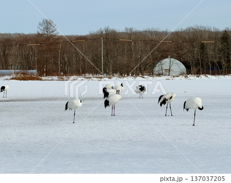 北海道鶴居村の雪原で佇むタンチョウ。 北海道鶴居村の雪原で佇むタンチョウ。 137037205