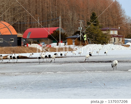 北海道鶴居村の雪原で佇むタンチョウ。 北海道鶴居村の雪原で佇むタンチョウ。 137037206