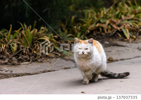 White and orange cat on outdoor sidewalk 137037335