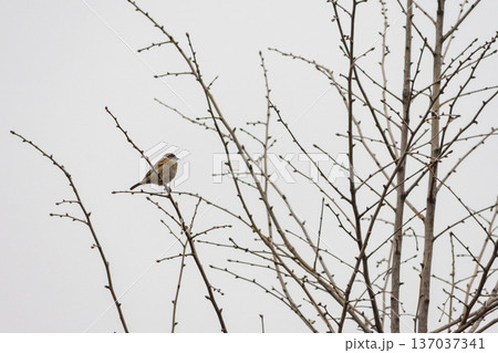 Small sparrow bird perched on bare branches under gray sky 137037341