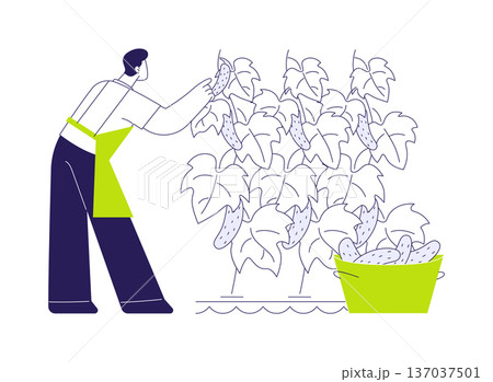 Hydroponic cucumber production abstract concept vector illustration. Hydroponic cucumber production abstract concept vector illustration. 137037501