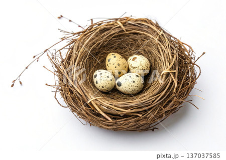 Spring time.Birds nest made of twigs with eggs 137037585