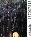 棟門近くのしだれ梅と門灯(ピンクの花とつぼみをつけた枝垂れ梅) 棟門近くのしだれ梅と門灯(ピンクの花とつぼみをつけた枝垂れ梅) 137037813