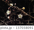 日差しを浴びた一重の白いウメの花(白い花とつぼみをつけた白梅の枝) 日差しを浴びた一重の白いウメの花(白い花とつぼみをつけた白梅の枝) 137038091