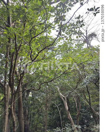 鋸山の冬から春へ向かう森の木立と枝葉 鋸山の冬から春へ向かう森の木立と枝葉 137038096