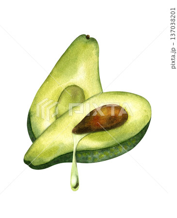 Watercolor illustration of two avocado half with drop of oil leaking out, side view. Concept of oil extraction, cold press, superfoods. Isolated clipart. For oil packaging design, skincare product Watercolor illustration of two avocado half with drop of oil leaking out, side view. Concept of oil extraction, cold press, superfoods. Isolated clipart. For oil packaging design, skincare product 137038201