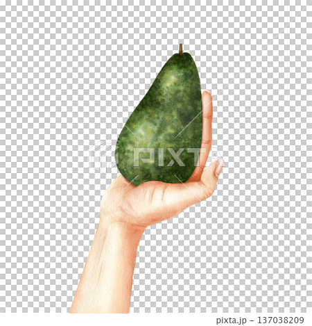 Whole avocado fruit in hand. Watercolor isolated realistic illustration. Concept of mindful consumption, organic products, healthy lifestyle. For farmers' market, eco-habit, proper nutrition Whole avocado fruit in hand. Watercolor isolated realistic illustration. Concept of mindful consumption, organic products, healthy lifestyle. For farmers' market, eco-habit, proper nutrition 137038209