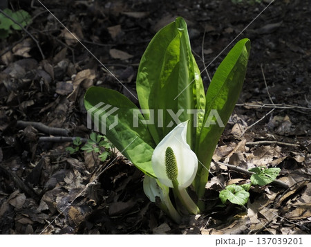 ミズバショウ 137039201