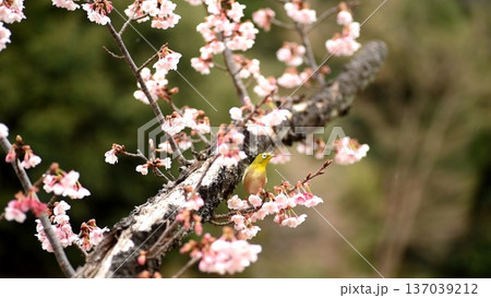 常立寺の垂れ梅の花蜜をメジロ 137039212