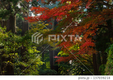 秋の岩手県平泉 紅葉の世界遺産中尊寺 秋の岩手県平泉 紅葉の世界遺産中尊寺 137039218