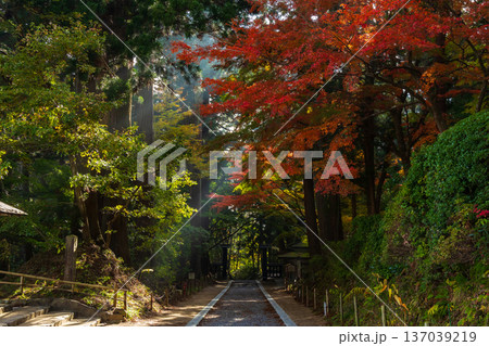 秋の岩手県平泉　紅葉の世界遺産中尊寺　参道 137039219