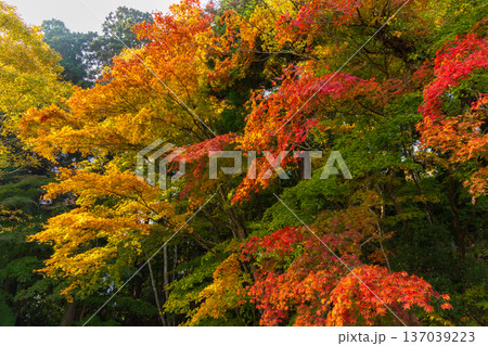 秋の岩手県平泉　紅葉の世界遺産中尊寺 137039223