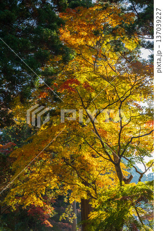 秋の岩手県平泉　紅葉の世界遺産中尊寺 137039227