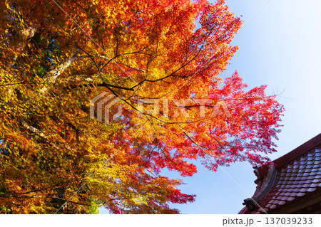 秋の岩手県平泉 紅葉の世界遺産中尊寺 秋の岩手県平泉 紅葉の世界遺産中尊寺 137039233