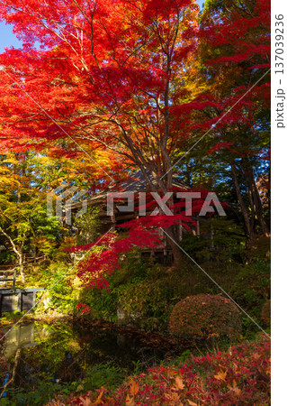 秋の岩手県平泉 紅葉の世界遺産中尊寺 峯薬師堂 秋の岩手県平泉 紅葉の世界遺産中尊寺 峯薬師堂 137039236