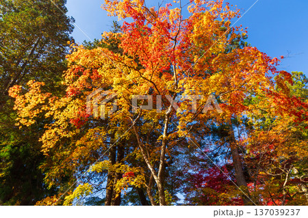 秋の岩手県平泉 紅葉の世界遺産中尊寺 秋の岩手県平泉 紅葉の世界遺産中尊寺 137039237