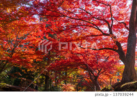 秋の岩手県平泉 紅葉の世界遺産中尊寺 秋の岩手県平泉 紅葉の世界遺産中尊寺 137039244