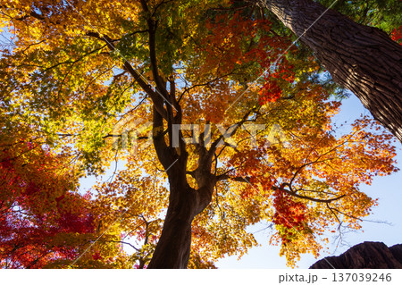 秋の岩手県平泉 紅葉の世界遺産中尊寺 秋の岩手県平泉 紅葉の世界遺産中尊寺 137039246