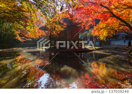 秋の岩手県平泉 紅葉の世界遺産中尊寺 弁財天堂 秋の岩手県平泉 紅葉の世界遺産中尊寺 弁財天堂 137039249