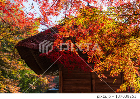 秋の岩手県平泉　紅葉の世界遺産中尊寺　弁財天堂 137039253