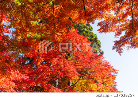 秋の岩手県平泉 紅葉の世界遺産中尊寺 秋の岩手県平泉 紅葉の世界遺産中尊寺 137039257