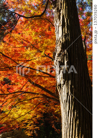 秋の岩手県平泉 紅葉の世界遺産中尊寺 秋の岩手県平泉 紅葉の世界遺産中尊寺 137039260