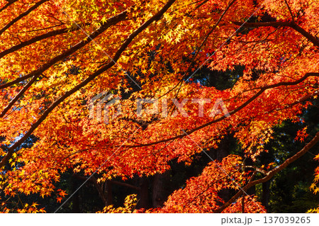 秋の岩手県平泉　紅葉の世界遺産中尊寺 137039265