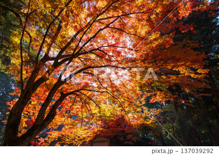 秋の岩手県平泉 紅葉の世界遺産中尊寺 秋の岩手県平泉 紅葉の世界遺産中尊寺 137039292