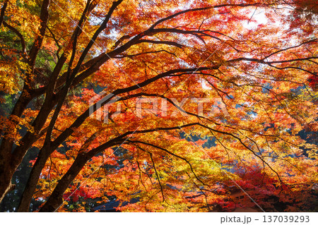秋の岩手県平泉 紅葉の世界遺産中尊寺 秋の岩手県平泉 紅葉の世界遺産中尊寺 137039293